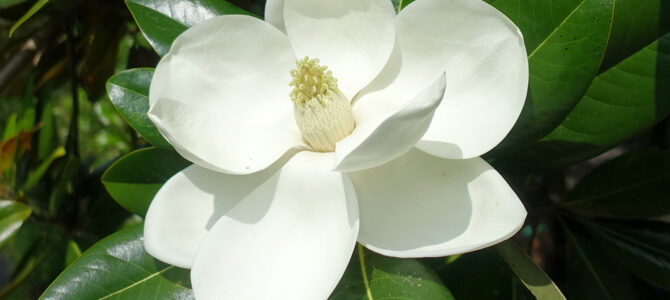 泰山木（タイサンボク）は純白の大きな花びら